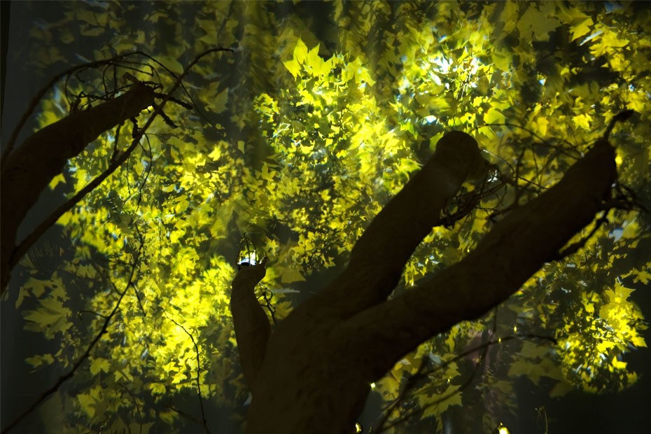 Photosynthetic Rememberance 1