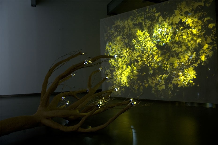 Photosynthetic Rememberance 3